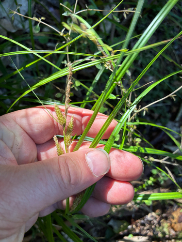 Carex dissita observed 2026-10-18