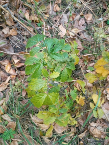 Agrimonia pilosa observed 2026-10-18