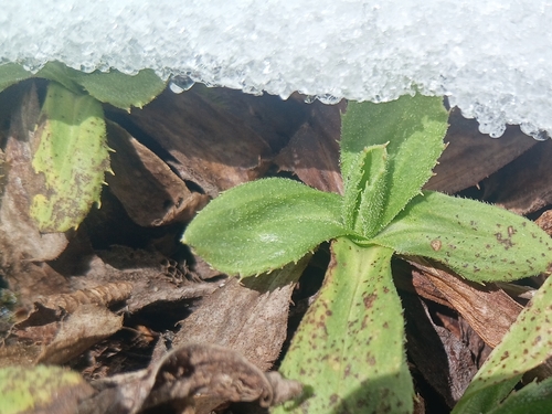 Celmisia glandulosa, 2026-10-18
