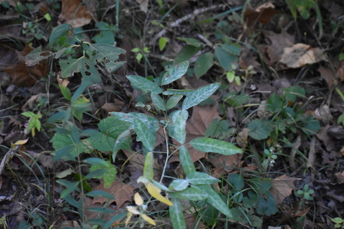 Erysiphe diffusa, 2026-10-11