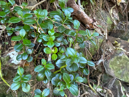 Peperomia urvilleana observed 2026-10-18