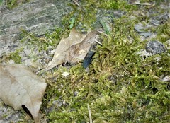Dromochorus pilatei