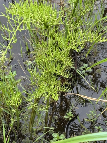 Ceratopteris thalictroides observed 2026-10-18