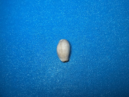 Cypraea limacina observed 2026-10-18