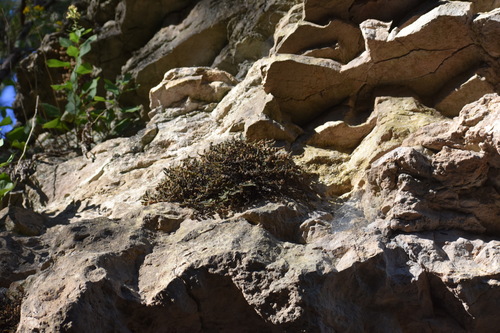 Fee's Lip Fern