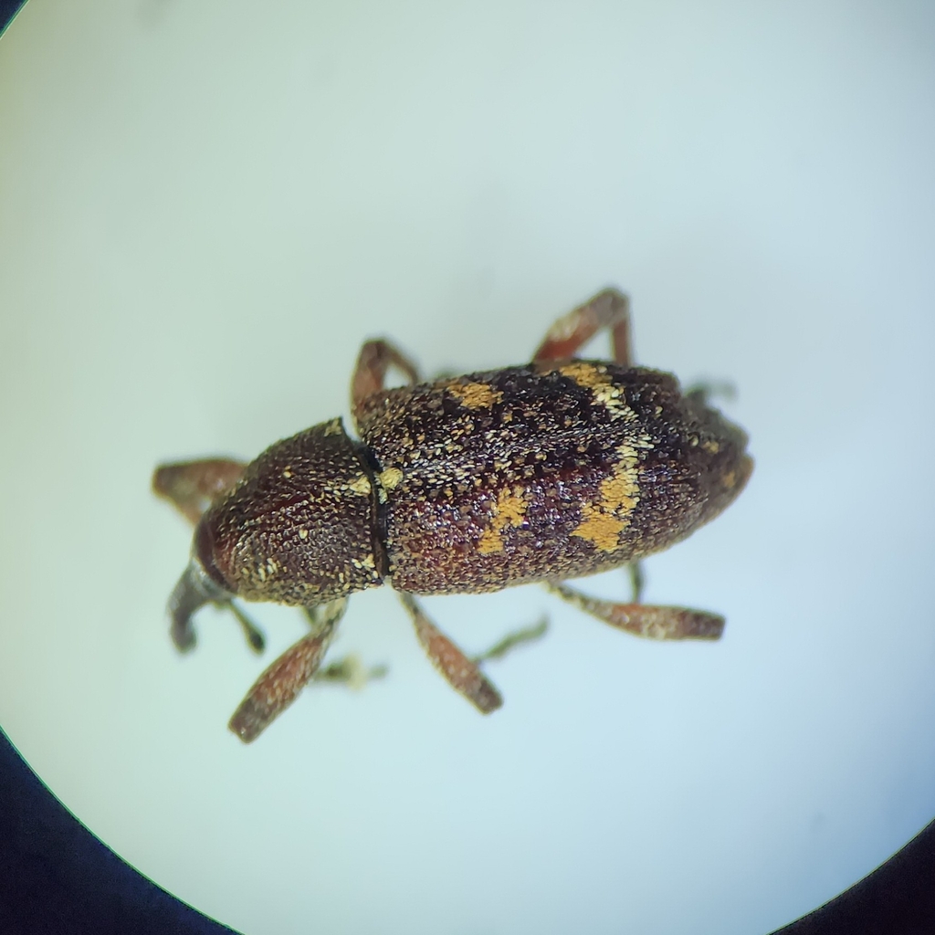 Pissodes guatemaltecus