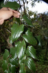 Smilax tomentosa
