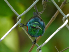 Cinnyris chloropygius