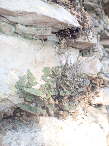 Fee's Lip Fern