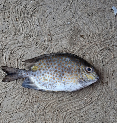 Siganus guttatus observed 2026-10-18