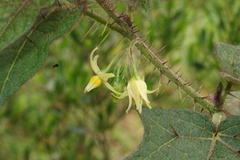 Solanum acerifolium