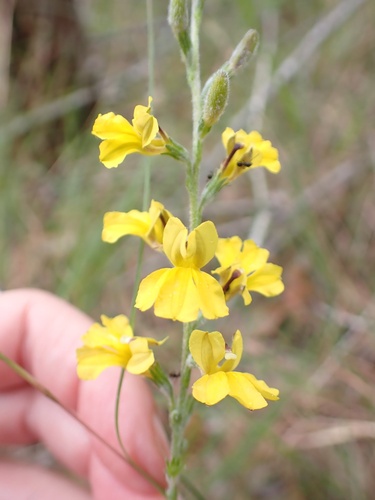 Goodenia bellidifolia observed 2026-10-16