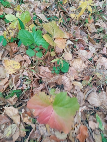 Geum aleppicum observed 2026-10-18
