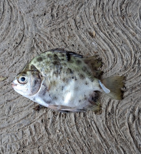 Scatophagus argus observed 2026-10-18