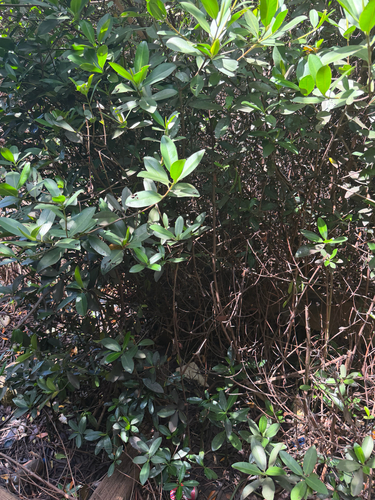 Rhizophora mangle observed 2026-10-17