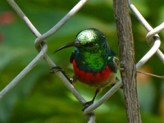 Cinnyris chloropygius