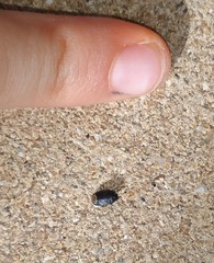 Ochetostethus