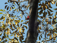 Campephilus rubricollis