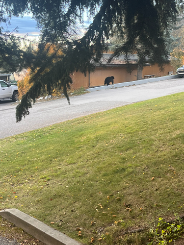 Black Bear sighting near East Kootenay