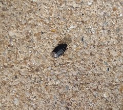 Ochetostethus