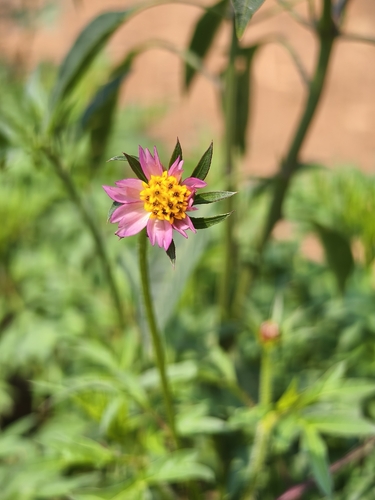 Cosmos caudatus observed 2026-10-18