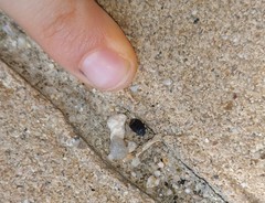 Ochetostethus