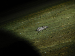 Elaphidion