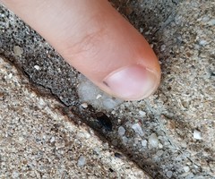 Ochetostethus