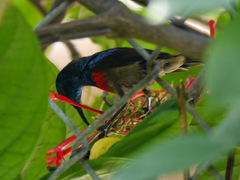 Cinnyris chloropygius