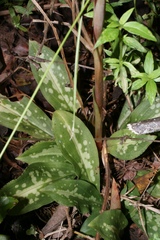 Stenorrhynchos speciosum