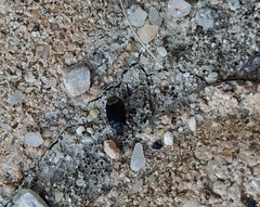 Ochetostethus