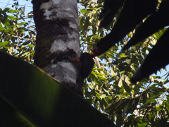 Campephilus rubricollis