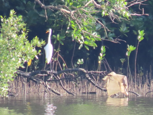 iNaturalist image