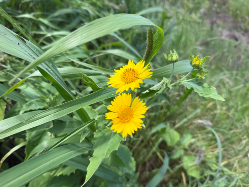 Verbesina encelioides observed 2026-10-17