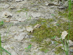 Dromochorus pilatei