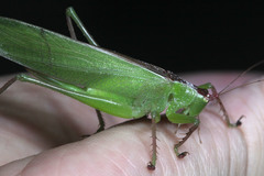 Hexacentrus