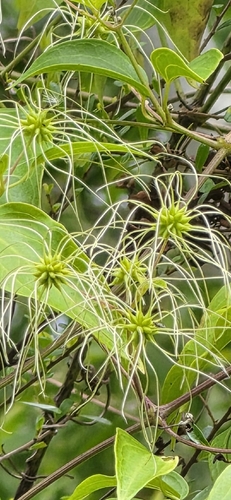 Clematis glycinoides observed 2026-10-18