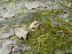 Dromochorus pilatei
