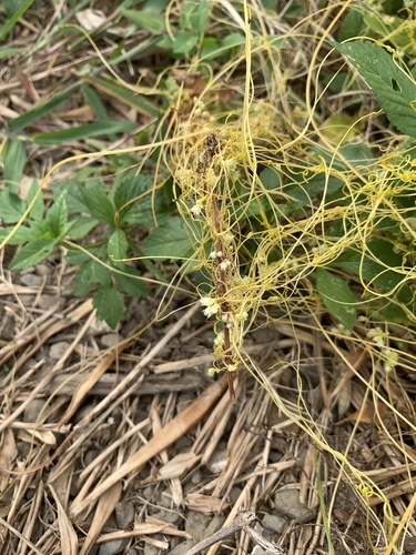 Cuscuta pentagona observed 2026-10-18