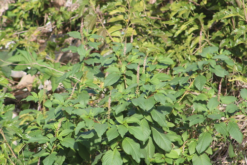 Phytolacca icosandra observed 2026-10-17