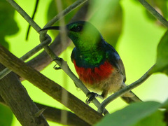 Cinnyris chloropygius