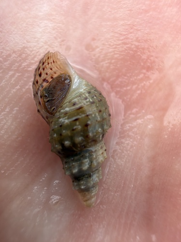 Plotiopsis balonnensis observed 2026-10-18