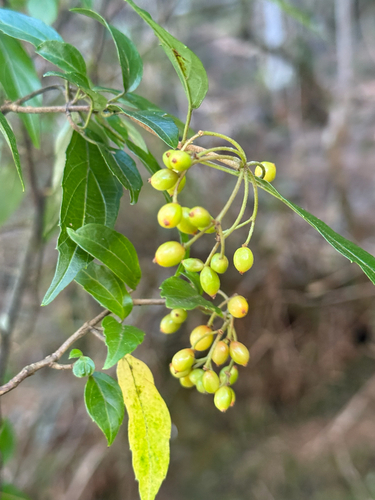 Viburnum foetidum, 2026-10-18