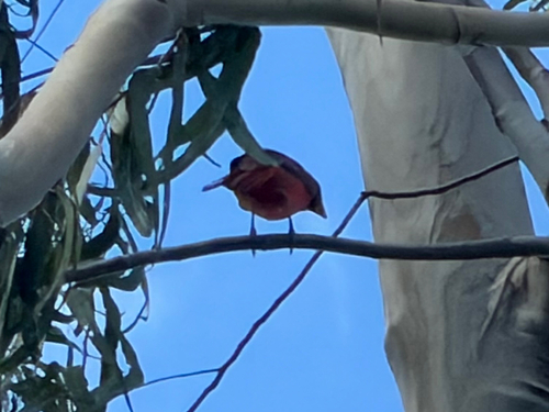 Cardinalis cardinalis observed 2026-10-17