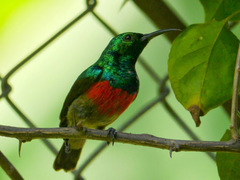 Cinnyris chloropygius