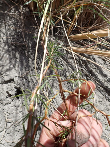 Coprosma acerosa observed 2026-10-18
