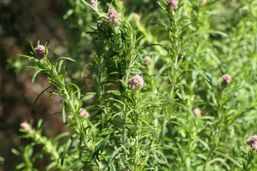 Cassinia aculeata observed 2026-10-18