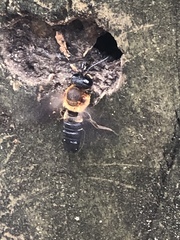 Megachile sculpturalis image