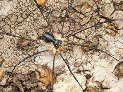 Odiellus aspersus