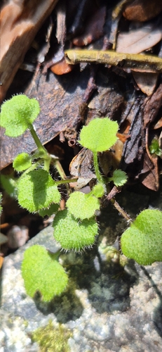 Lagenophora strangulata, 2026-10-17